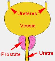 prostate 1