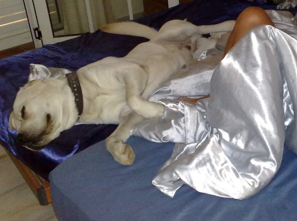 Labrador im Bett.