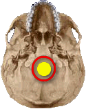 trou-occipital