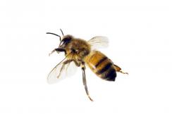 Problèmes d'abeilles