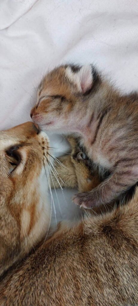 Mutterkatze mit zwei Katzenbabys - Wie sehen neugeborene Katzen aus