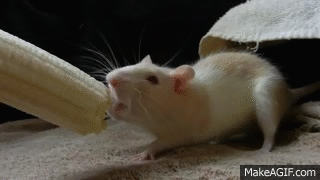 rato twister comendo banana