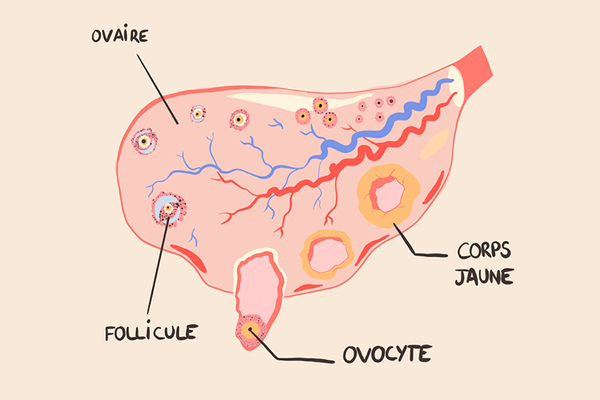 schéma d'un ovaire