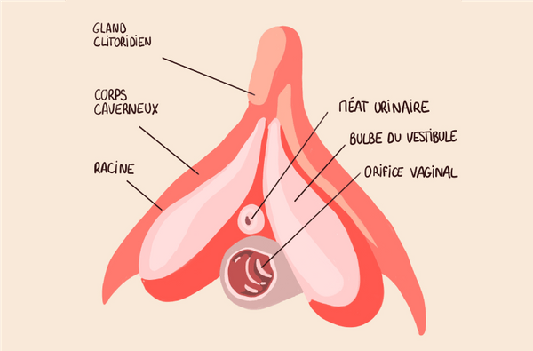 schéma clitoris