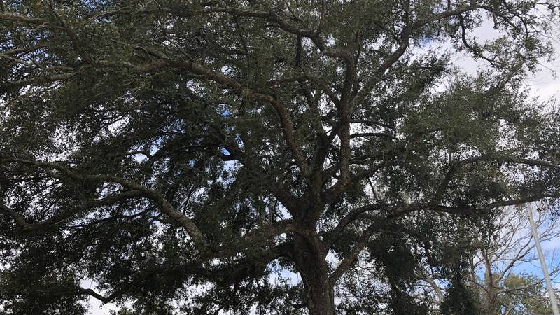 Oak tree in Daphne, AL