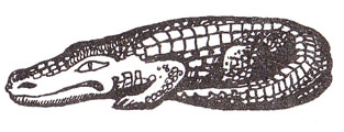 Крокодил — является символом защиты жилищ и храмов.