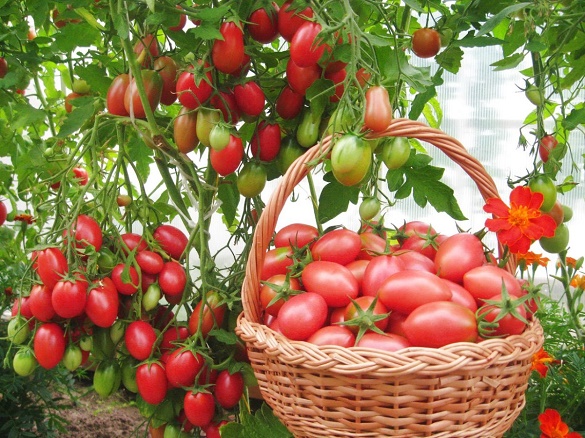 Так можно вырастить более сладкие помидоры