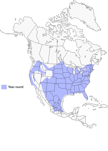 map showing the year-round range of wild turkeys