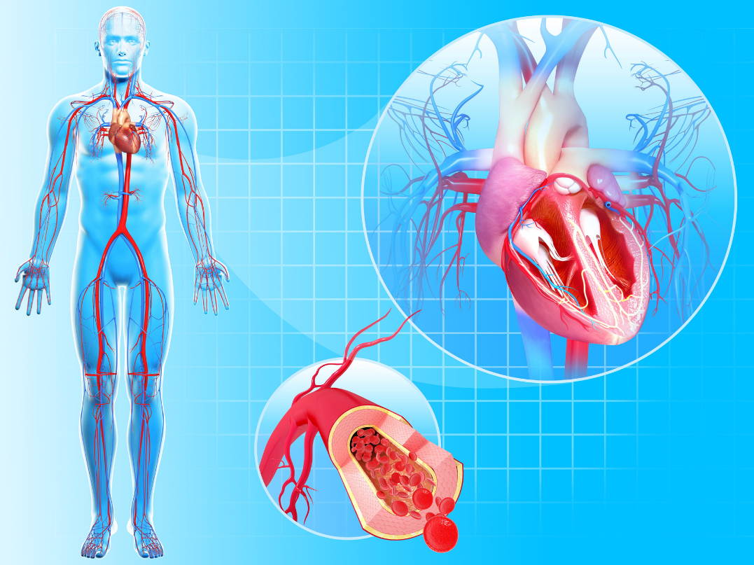 Diagram of blood circulation in the human body