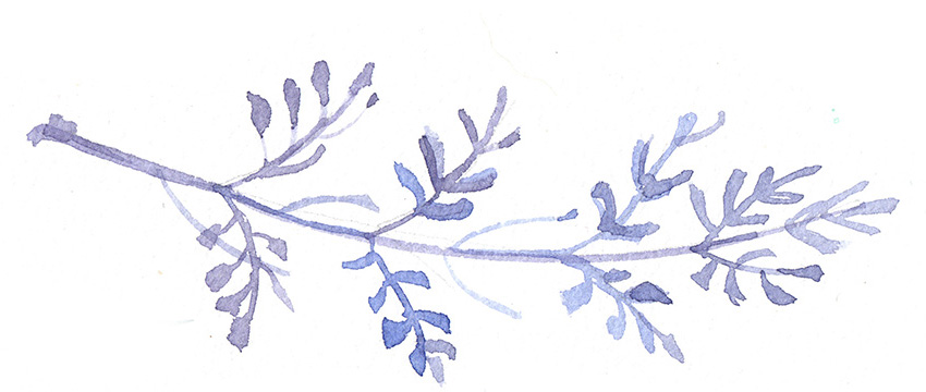 A set of herbs and flowers hand-painted watercolor. Botanical dr