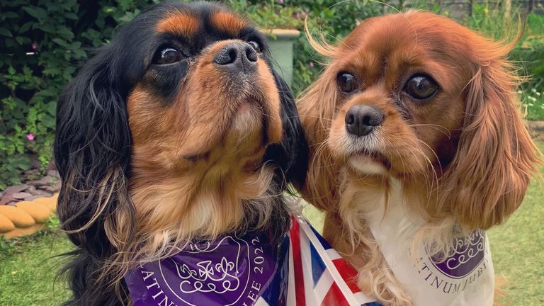 Spaniels Willow and Ivy celebrate the last day in Caldicot in Wales. Pic: Carl Jones