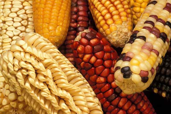 Different types of corn