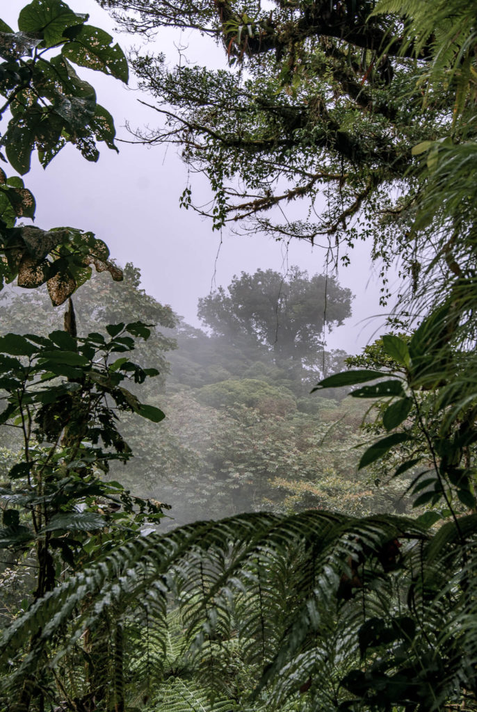 Explorer la cloudforest de Monteverde Santa Elena brume