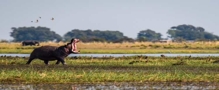 hippo running through grass with its mouth open