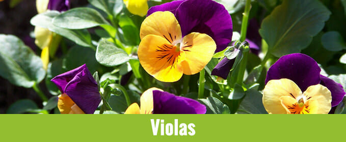 north-georgia-fall-flowers-violas