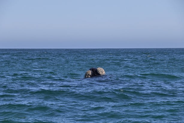 Southern Right Whale South Africa