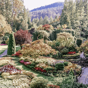 A beautiful view of the main garden in Butchart Gardens on our Vancouver island road trip