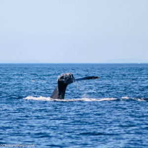 A Humpback Whale Tail just above the water
