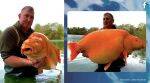 goldfish, goldfish weighing more than 30 kg, largest goldfish, goldfish video, indian express