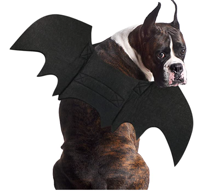 Halloween Dog Bat Costume Halloween Costume Bat Wings