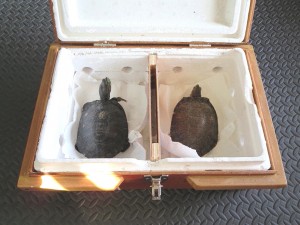 turtle-travel-crate-cage-transport-tortue-manoir-kanisha-106-300x225