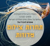 Jellyfish photo contest in Israel