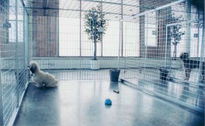 dog-run-indoor-enclos-interieur-chien-manoir-kanisha-503