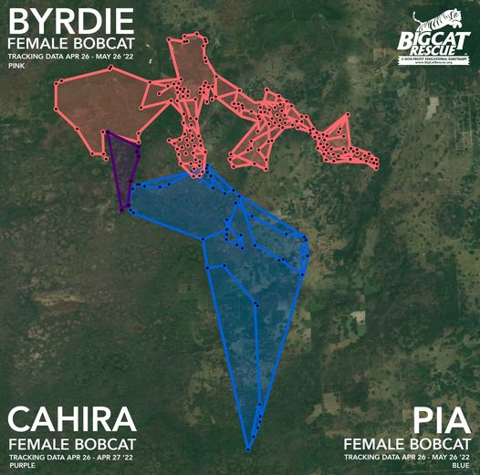 Pia Byrdie Cahira collared bobcat rehab territory
