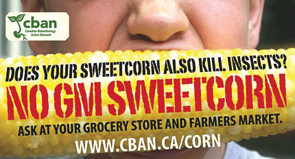GM Sweetcorn kills bugs
