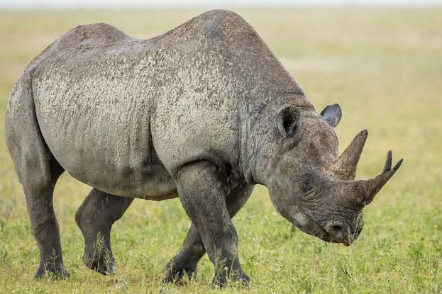 Rhinoceros while ploughing