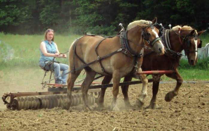 Horse while ploughing
