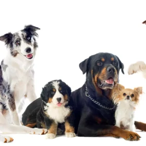 CBD Öl für Hunde: 10 Vorteile von CBD Hundekeksen! 3