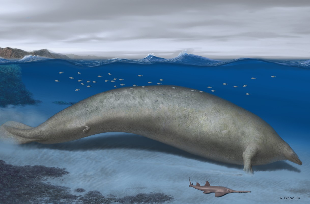 artist conception of massive extinct whale