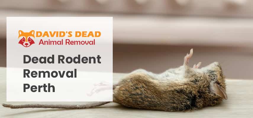 Dead Rodent Removal Perth