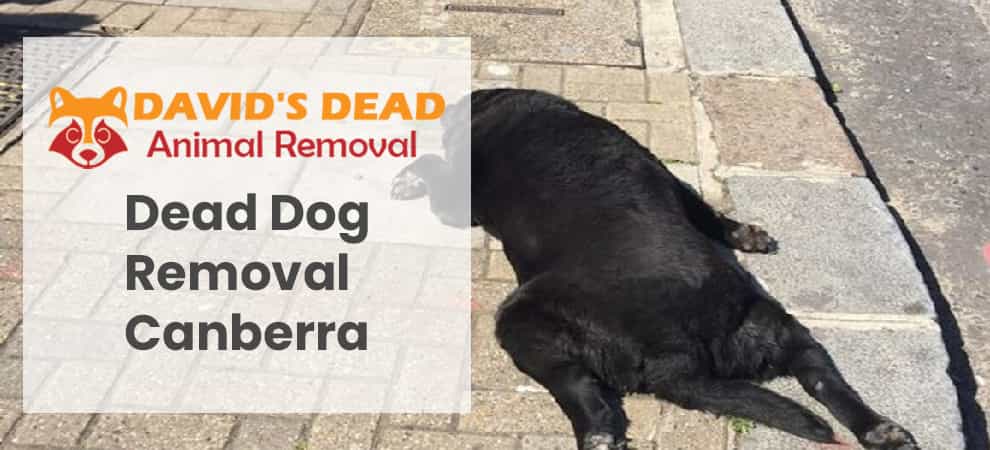 Dead Dog Removal Canberra