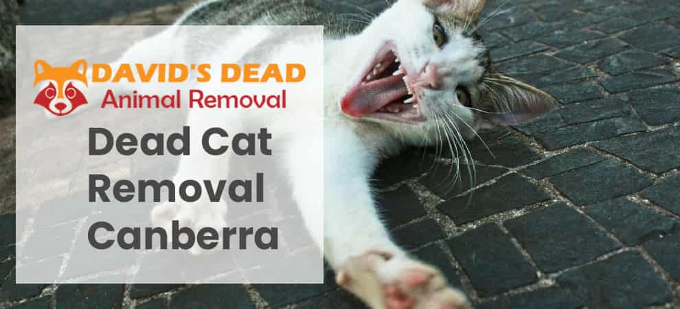 Dead Cat Removal Canberra