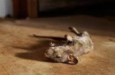 Dead Mice Removal Melbourne