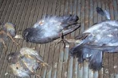 Dead Bird Removal Melbourne