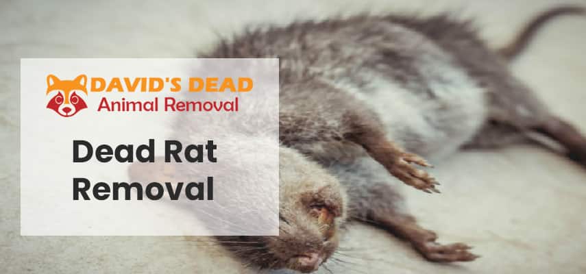 Dead Rat Removal Melbourne