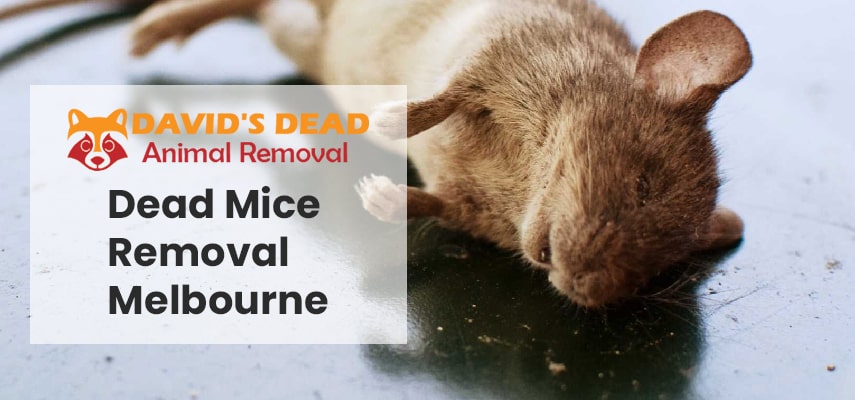 Dead Mice Removal
