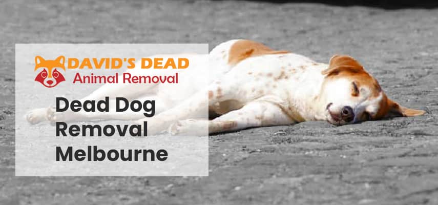 Dead Dog Removal Melbourne