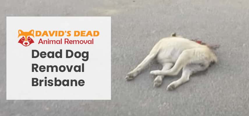 Dead Dog Removal Brisbane
