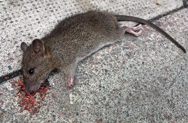 Dead Rat Removal Adelaide