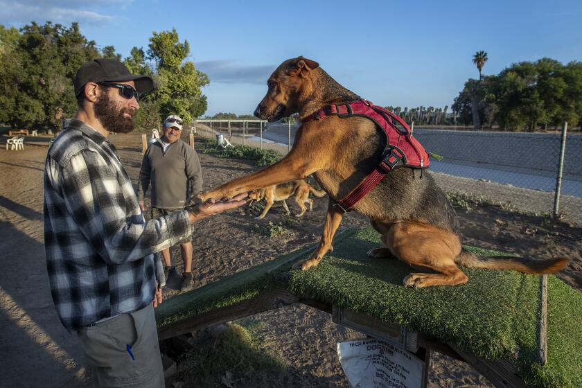ENCINO, CA-OCTOBER 26, 2023:Robert Servisi of Reseda shakes hands with his dog Mowgli, a 5 year old German Shepherd/mix during a visit to the Sepulveda Basin Off Leash Dog Park in Encino. He and others who frequent the popular dog park are fighting plans for a bike path to be placed along the Los Angeles River, seen in background, that they say would cut through the dog park. (Mel Melcon / Los Angeles Times)